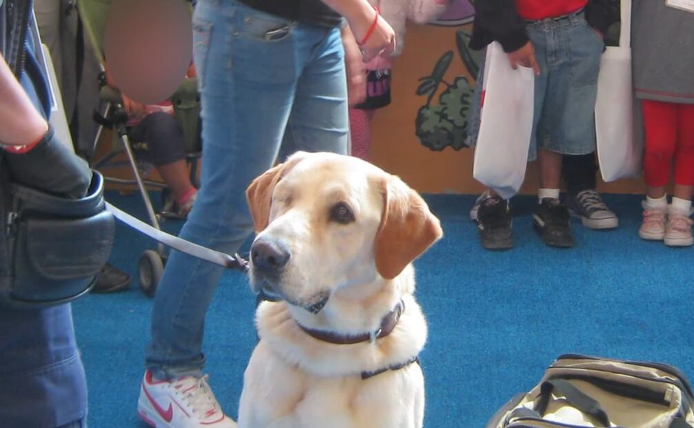 Morgan, el perro tuerto que se convirtió en una estatua de bronce del Senasica. Foto: Captura