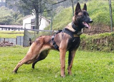 Wilson: Perro hallado en Caquetá no es can que ayudó a encontrar a niños perdidos en Colombia, reportan