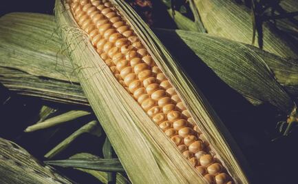 Organizaciones advierten aumento de precios en productos tras prohibición al maíz transgénico 