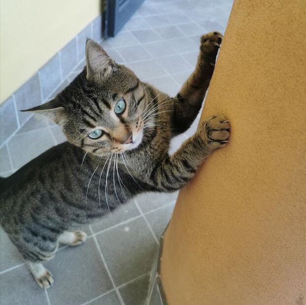 La diarrea en gatos puede ser un problema preocupante. Fuente: Freepik.