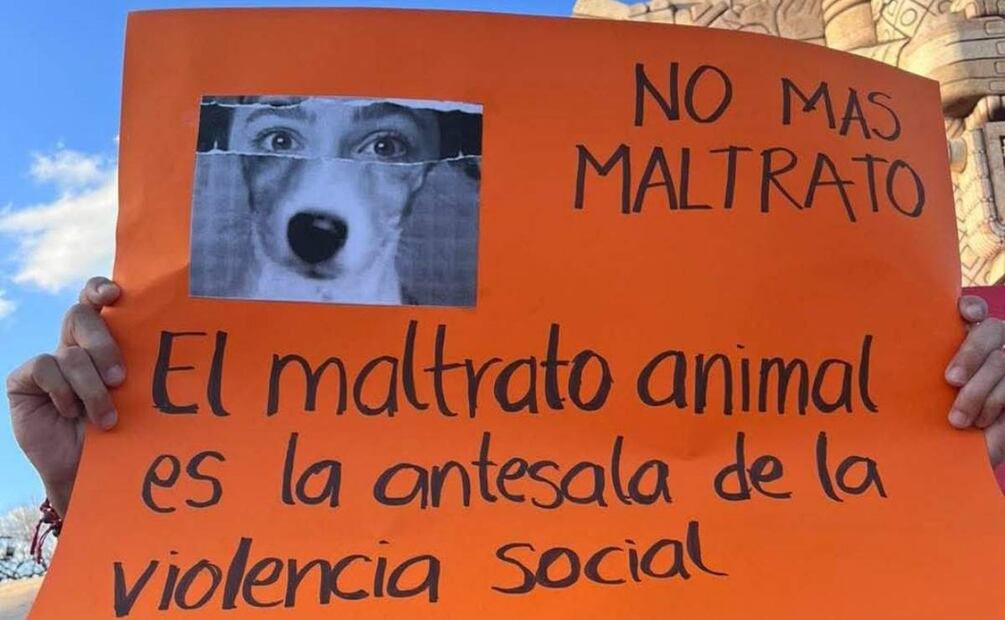 Denuncias por maltrato animal en Yucatán (15/04/2025). Foto: Especial