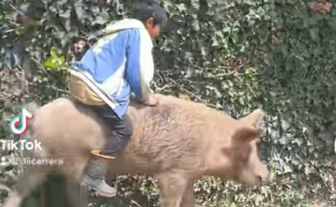 Este niño se volvió viral por montar un puerquito. Foto: TikTok @diicarrera
