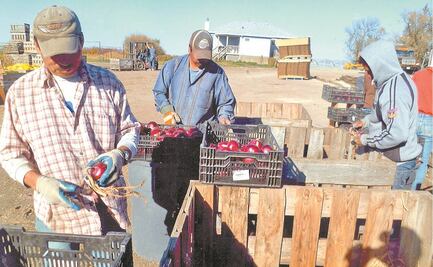 Congresista republicana presenta proyecto "Programa Bracero 2.0"; busca aliviar la escasez de mano agrícola en EU