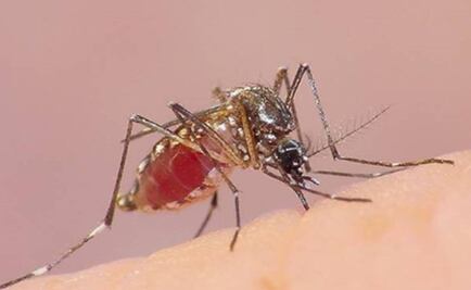 Detectan 16 casos de chikungunya en Guanajuato