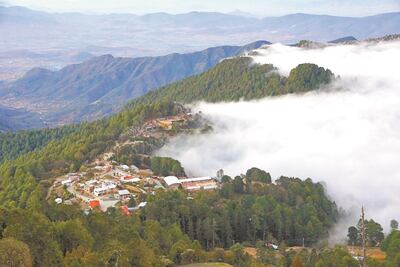 Llaman a rescatar bosques de niebla y manglares en Veracruz