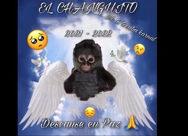 Componen "changocorrido" a mono araña abatido en enfrentamiento en Texcaltitlán