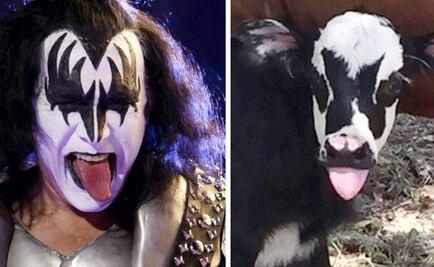Gene Simmons y la becerra que se parece a él
