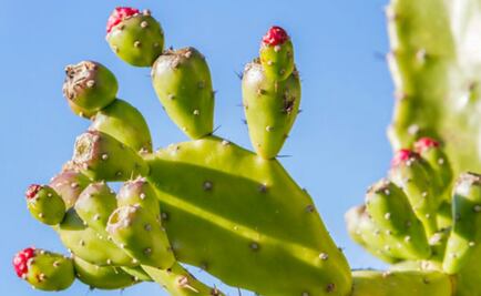 La tuna para endulzar nuestro café