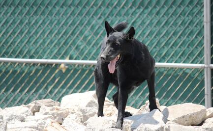 Bomberos de CDMX presentan a su nuevo y adorable recluta; "Togo" el lomito especializado en rescate de personas