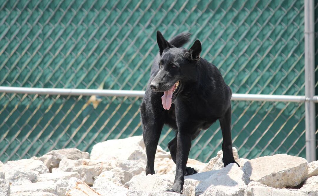 Bomberos de la CDMX presenta a su nuevo y adorable recluta (01/04/2025). Foto: Darío Luna / El Universal