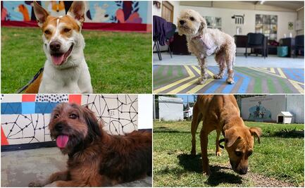 Adóptame 2025: así puedes dar casa a un perrito rescatado en Metro de CDMX; conoce los requisitos