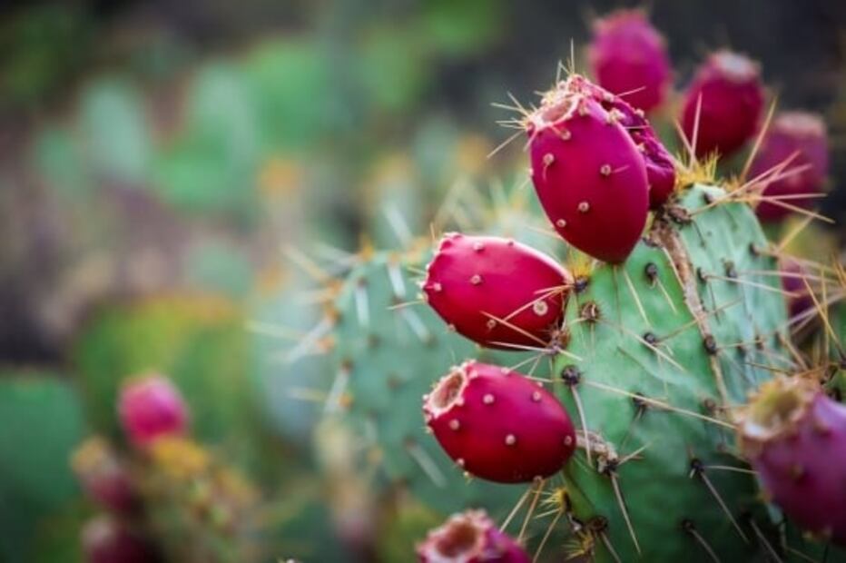 Los maravillosos nutrientes que tiene el nopal