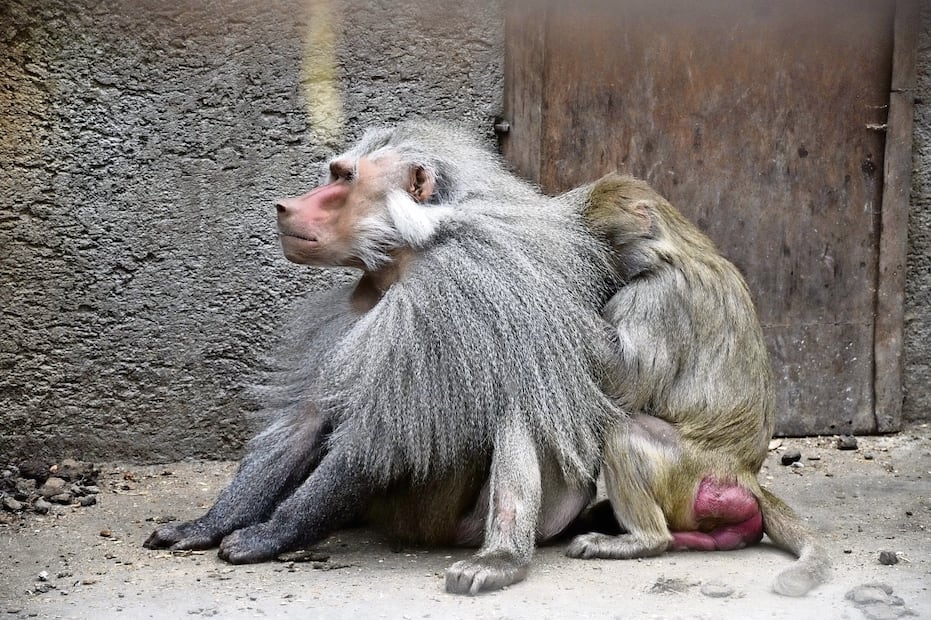 Dos mandriles fueron hallados en el lugar, ubicado en el municipio de Ocoayac. Foto Especial