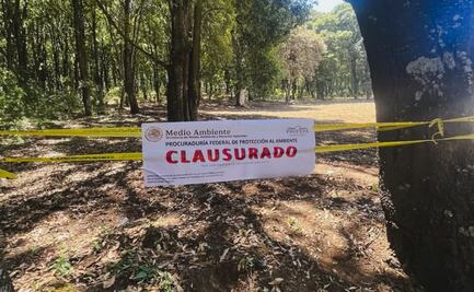 Profepa clausura predios en Edomex por daño ambiental; detectan tala y remoción ilegal de vegetación