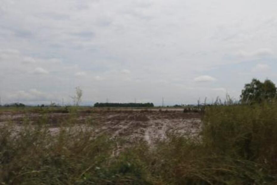 Suman 800 mdp en daños a cultivos por lluvias en Sinaloa