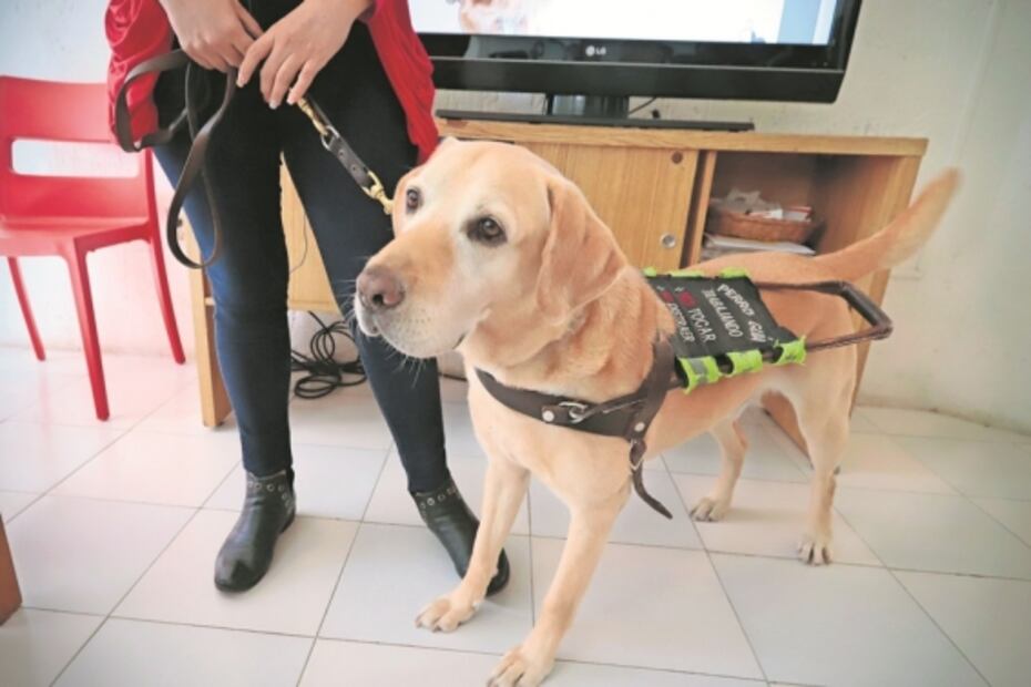 Perritos que prestan sus ojos