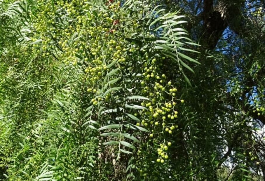 Conoce más sobre la reina las especias, la pimienta 