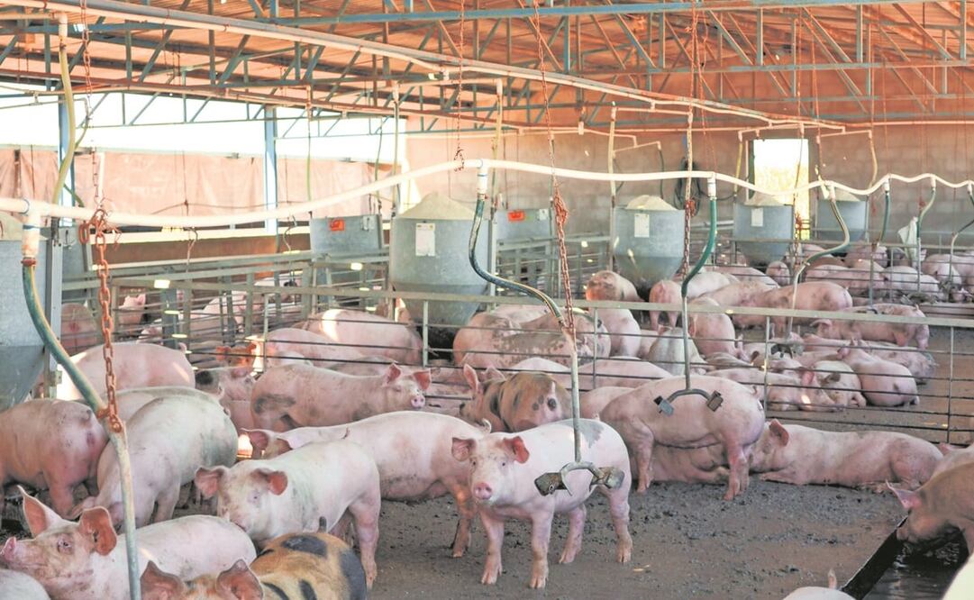 Una alerta sanitaria por carne de cerdo cerró fronteras en Europa y aquí se permite su entrada sin revisión, dice Salomón Chertorivski. Foto: Archivo / EL UNIVERSAL