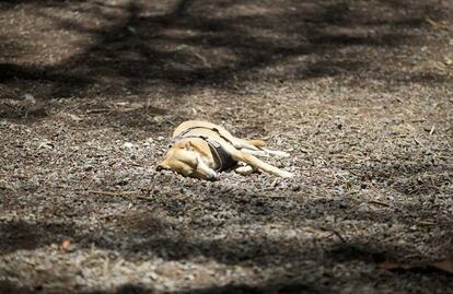 ¿Qué razas de lomitos son más propensos a sufrir un golpe de calor? 