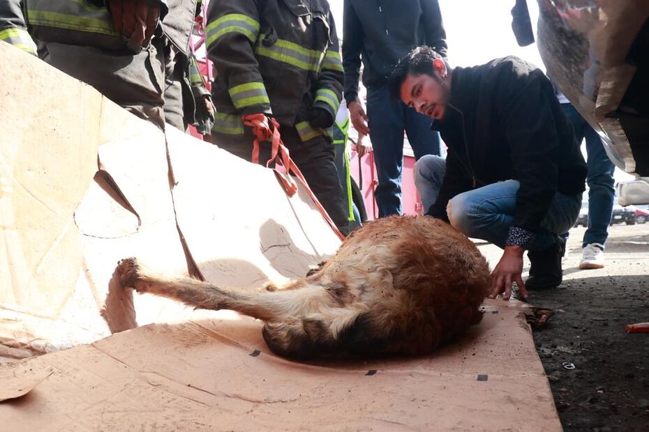 FOTO: Claudia González/ EL UNIVERSAL/