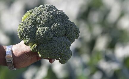 UPBC develops geothermal greenhouses in Mexicali