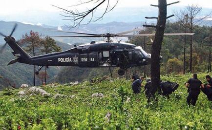 Poppy fields destroyed in State of Guerrero, Mexico