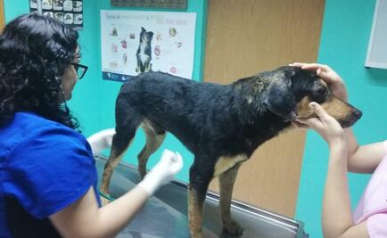 "El Bronco" adopta a perro que cuidaba a su dueño atropellado