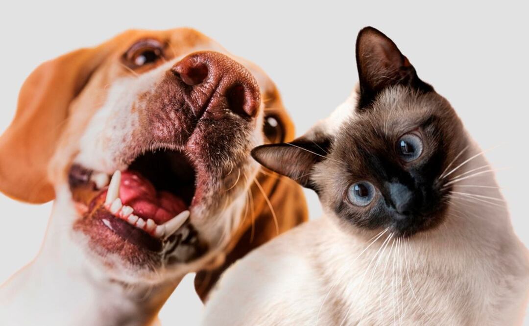 Habrá sanciones para los dueños de mascotas que no cuenten con el RUAC. Fuente: Archivo / El Universal