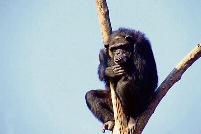 Muere "Tamba", el chimpancé del zoológico de Aragón 