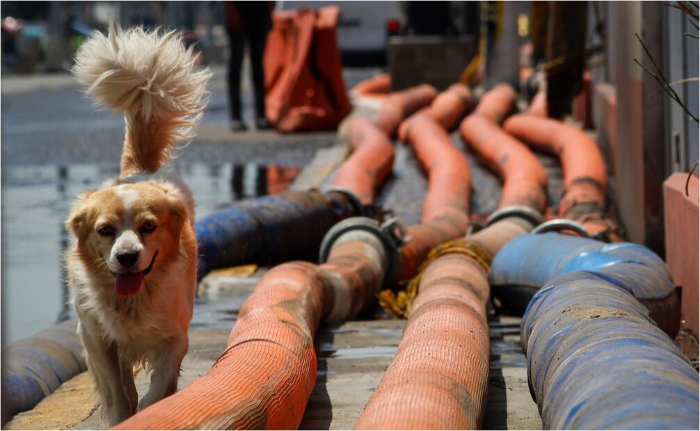 Perros y gatos sufren la inundación en Chalco, Estado de México. Foto: Luis Camacho/EL UNIVERSAL