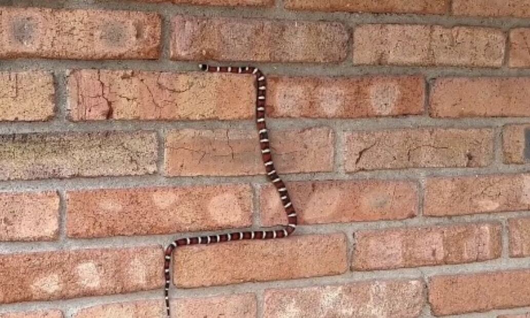 Serpiente. Fuente: Captura Twitter @NatlParkService