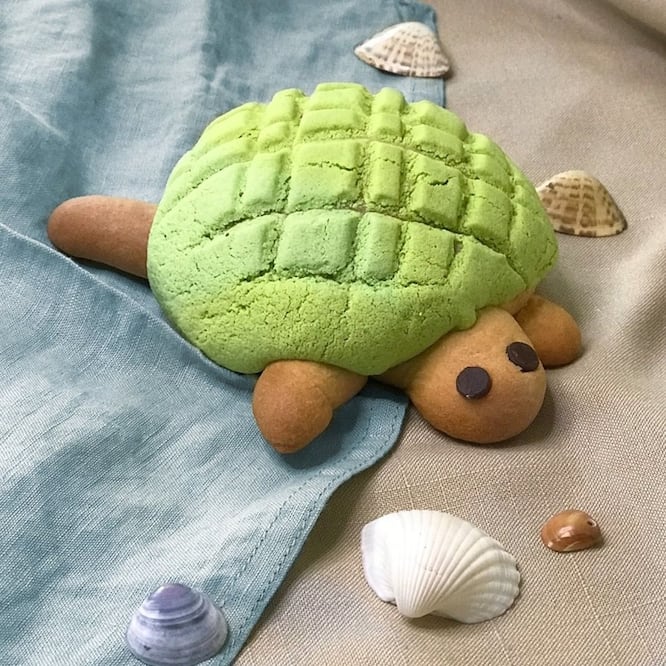 Las conchas en forma de tortuga causan furor en redes sociales / Foto: Instagram