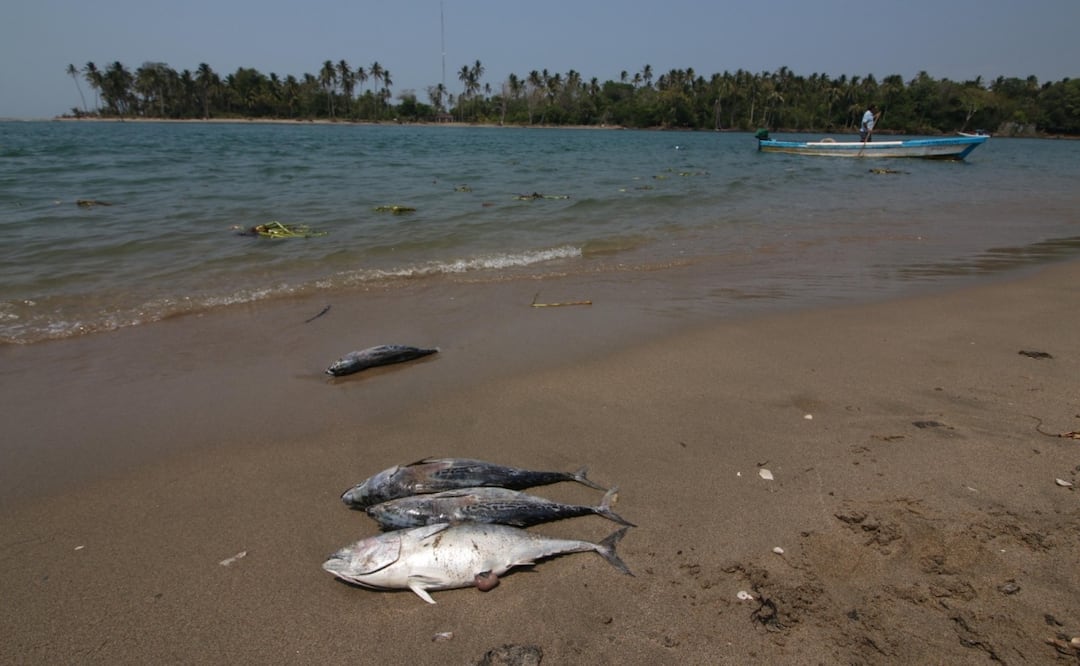 Los más afectados con el cierre de la costa son los pescadores quienes viven de esta actividad y tuvieron que frenar sus actividades hasta nuevo aviso (05/05/2025) Foto: Luma López / EL UNIVERSAL