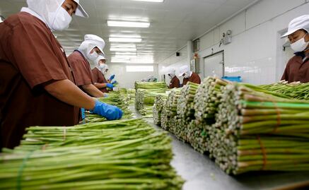 Empresa obtiene licencia para modificar alimentos con tijera molecular