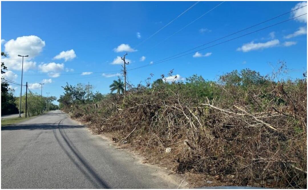 Los habitantes de la zona yucateca, solicitan a la CFE una revisión para verificar si hubo daños en los cables de internet, así como coordinación entre vecinos para la poda moderada de un tramo pendiente (20/12/2024). Foto: Especial