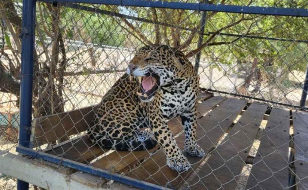 Juez procesa a dos por posesión ilícita de fauna silvestre. Foto: Especial