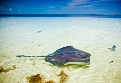 90 especies marítimas en peligro crítico, según la lista roja de la Unión Internacional para la Conservación de la Naturaleza