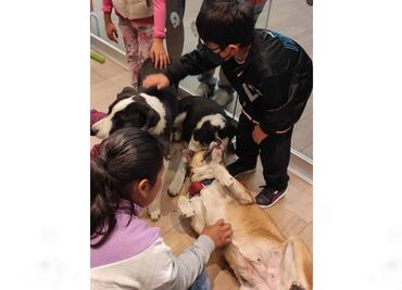 ¡Un michi o un lomito! Asociación dará en adopción a más de 40 animales en situación de calle en Toluca