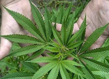 A look at marijuana laws around the globe