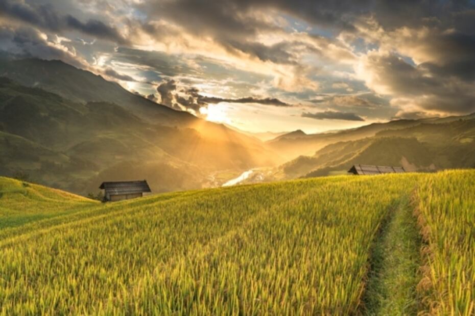 Día Mundial de la Salud: comer más proteína vegetal y menos animal