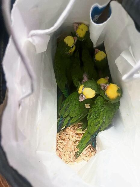 El 15 de mayo, la policía capitalina incautó mil 500 aves y dos monos capuchinos en Iztapalapa, Foto: Especial