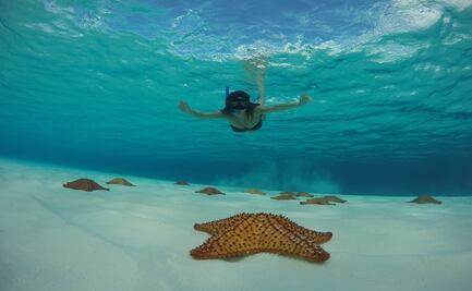 El Cielo, la playa de Cozumel donde habitan estrellas de mar