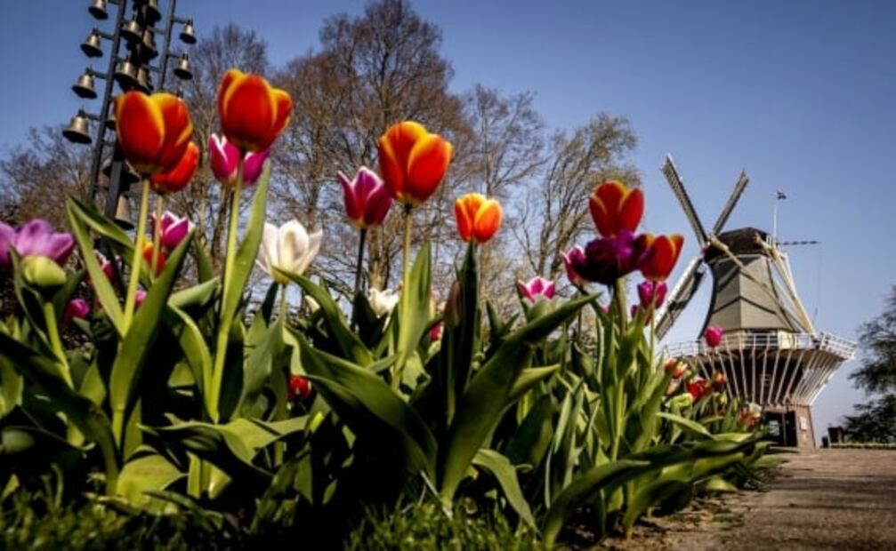 Tours virtuales en los jardines de tulipanes más famosos de Holanda