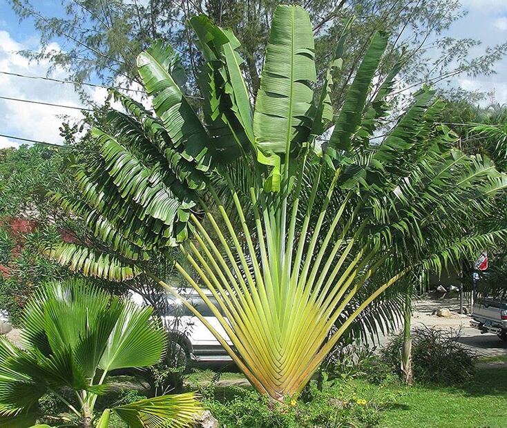 Foto: Wekiva Foliage / Amazon