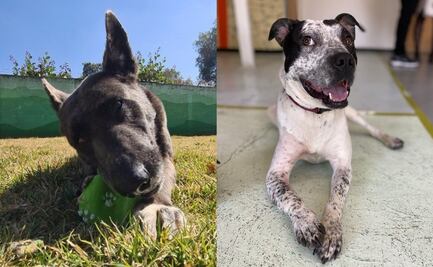 Potra, Villa-no, Temo y 14 perritos más buscan ser adoptados tras ser rescatados en estaciones del Metro