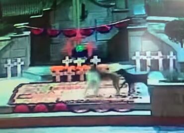 Perros destruyeron ofrenda colocada por colectivo feminista en Zumpango
