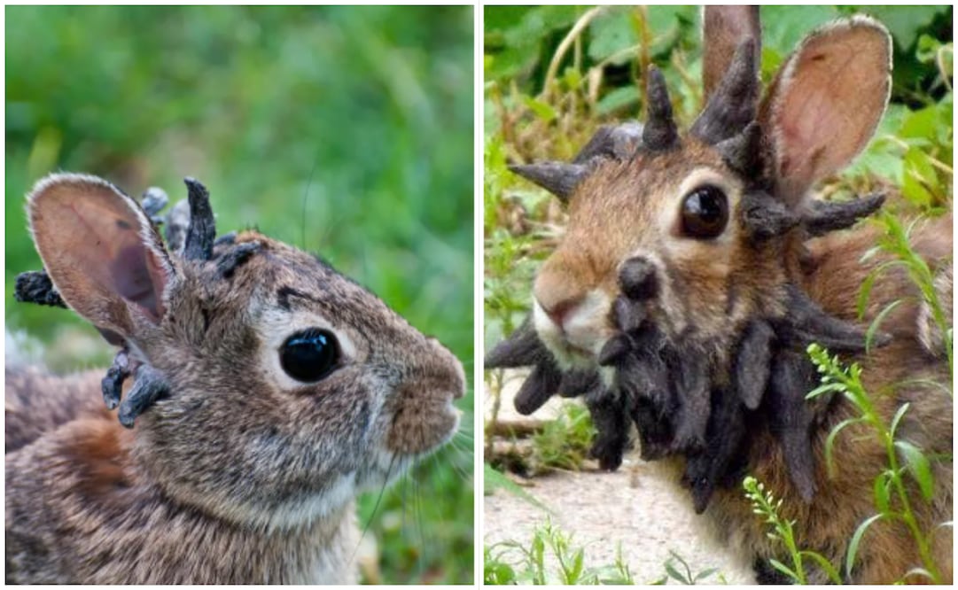 ¿Qué hay detrás del avistamiento de conejos con tentáculos en la cabeza?; esto se sabe. Foto: Redes Sociales