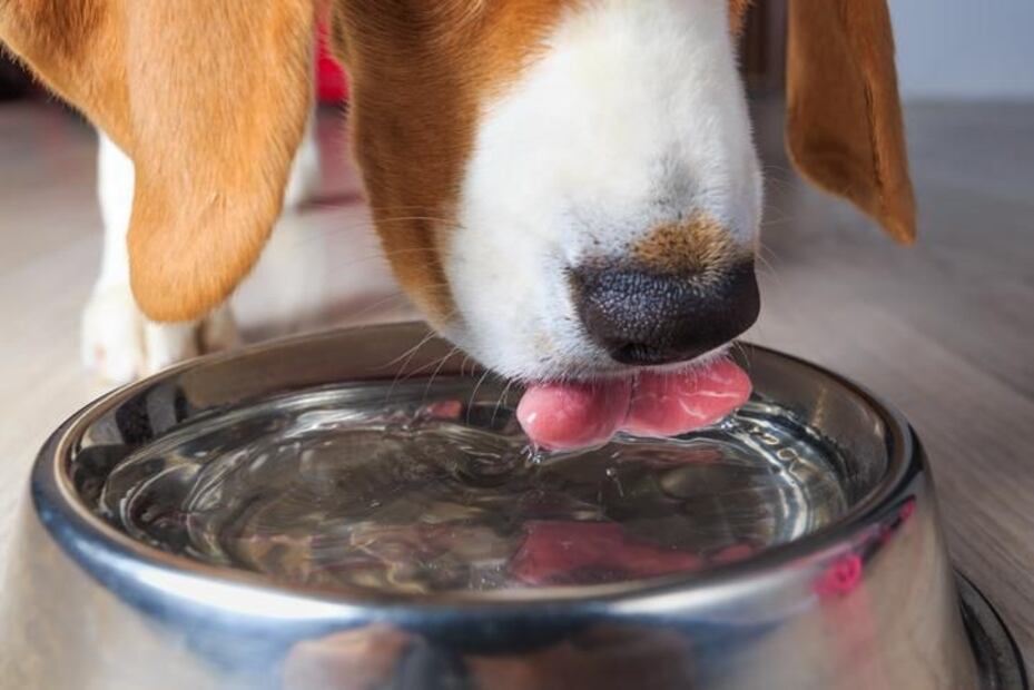 Mantener un equilibrio en la hidratación es clave para la salud de tu perro. Fuente: Freepik.