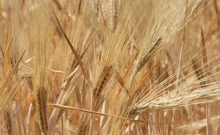 Logran descifrar genoma del trigo harinero