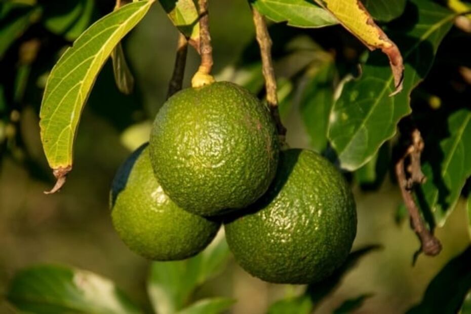 Conoce las diferentes variedades de aguacate